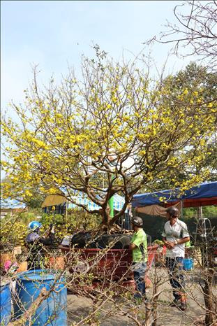 Trong ảnh: Khách đến tham quan cây mai vàng trị giá 2 tỷ đồng ở chợ hoa xuân thành phố Cao Lãnh. Ảnh: Nguyễn Văn Trí – TTXVN
