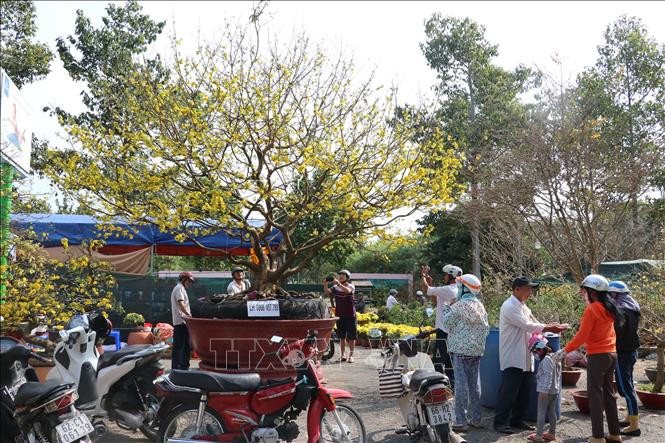 Trong ảnh: Khách đến tham quan cây mai vàng trị giá 2 tỷ đồng ở chợ hoa xuân thành phố Cao Lãnh. Ảnh: Nguyễn Văn Trí – TTXVN
