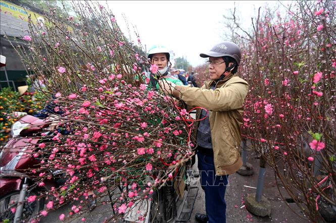 Trong ảnh: Người dân thủ đô Hà Nội chọn mua hoa, cây cảnh tại chợ hoa Quảng An. Ảnh: Danh Lam – TTXVN