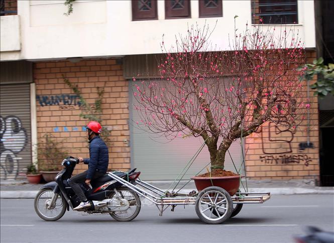 Trong ảnh: Người dân thủ đô chở đào về trang trí cho ngôi nhà của mình. Ảnh: Danh Lam – TTXVN