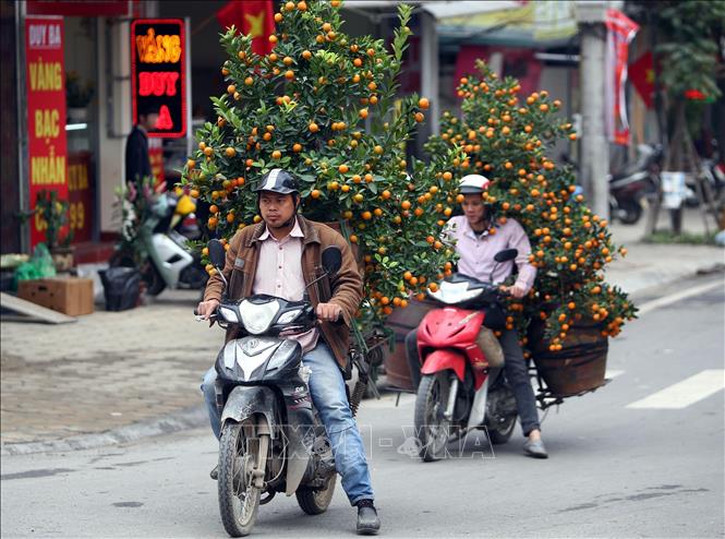 Trong ảnh: Người dân thủ đô chở cây cảnh về nhà để trang trí đón tết. Ảnh: Danh Lam – TTXVN