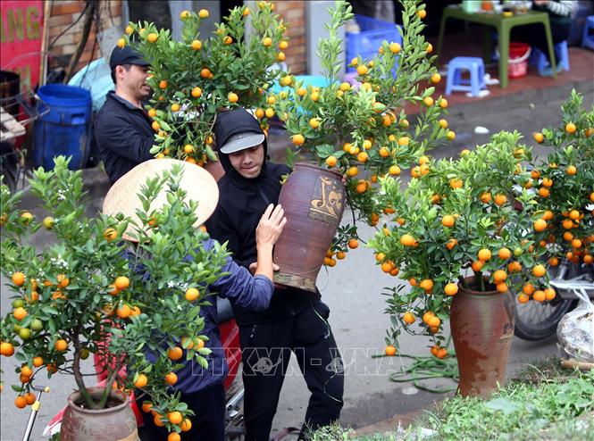 Trong ảnh: Người dân thủ đô Hà Nội chọn mua quất cảnh tại phường Tứ Liên, quân Tây Hồ. Ảnh: Danh Lam – TTXVN