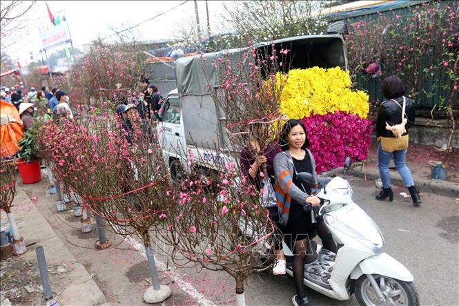 Trong ảnh: Người dân thủ đô Hà Nội chọn mua hoa, cây cảnh tại chợ hoa Quảng An. Ảnh: Danh Lam – TTXVN