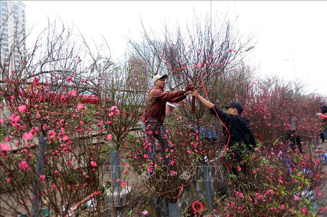 Trong ảnh: Người dân thủ đô Hà Nội chọn mua hoa, cây cảnh tại chợ hoa Quảng An. Ảnh: Danh Lam – TTXVN
