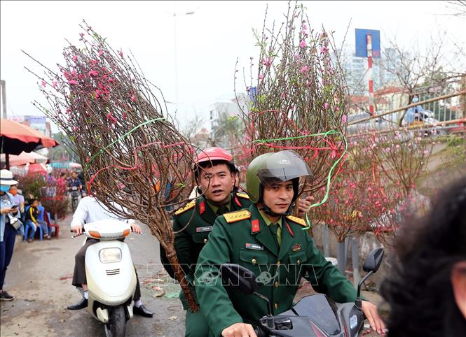 Trong ảnh: Người dân thủ đô chở đào về trang trí cho ngôi nhà của mình. Ảnh: Danh Lam – TTXVN