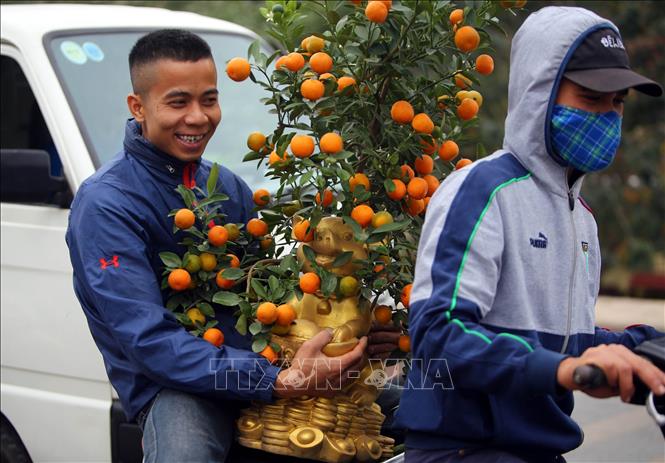 Trong ảnh: Người dân thủ đô chở cây cảnh về để trang trí cho ngôi nhà của mình. Ảnh: Danh Lam – TTXVN