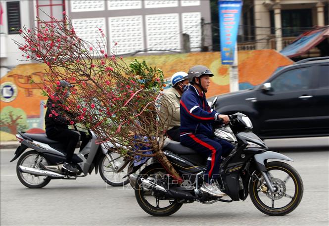 Trong ảnh: Người dân thủ đô chở cành đào về trang trí cho ngôi nhà của mình. Ảnh: Danh Lam – TTXVN