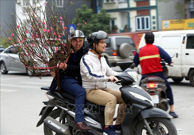 Trong ảnh: Người dân thủ đô chở cành đào về trang trí cho ngôi nhà của mình. Ảnh: Danh Lam – TTXVN