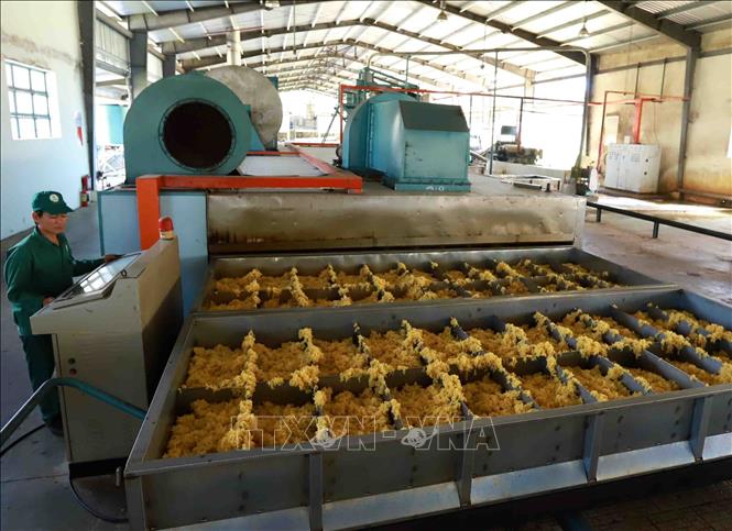 Trong ảnh: Chế biến mủ cao su xuất khẩu tại nhà máy của Công ty TNHH Một thành viên Cao su Chư Păh, Gia Lai. Ảnh: Vũ Sinh - TTXVN