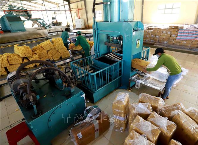 Trong ảnh: Chế biến mủ cao su xuất khẩu tại nhà máy của Công ty TNHH Một thành viên Cao su Chư Păh, Gia Lai. Ảnh: Vũ Sinh - TTXVN
