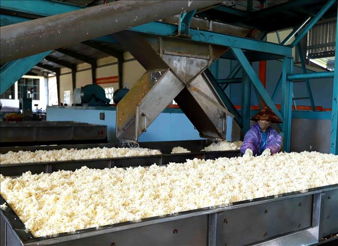 Trong ảnh: Dây chuyền chế biến mủ cao su xuất khẩu tại nhà máy của Công ty TNHH Một thành viên Cao su Chư Păh, Gia Lai. Ảnh: Vũ Sinh - TTXVN