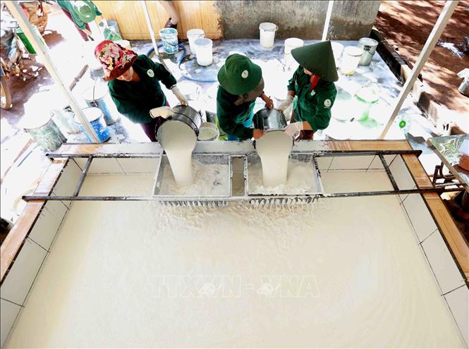 Trong ảnh: Tập kết mủ cao su thu hoạch để đưa về nhà máy chế biến của Công ty TNHH Một thành viên Cao su Chư Păh, Gia Lai. Ảnh: Vũ Sinh - TTXVN