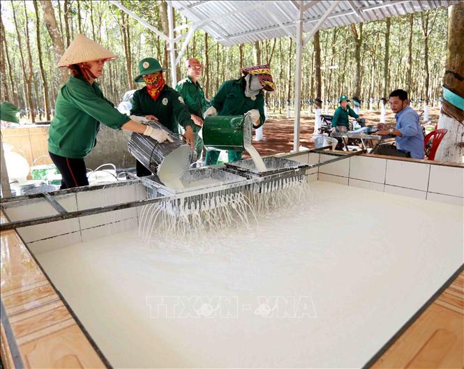 Trong ảnh: Tập kết mủ cao su thu hoạch để đưa về nhà máy chế biến của Công ty TNHH Một thành viên Cao su Chư Păh, Gia Lai. Ảnh: Vũ Sinh - TTXVN