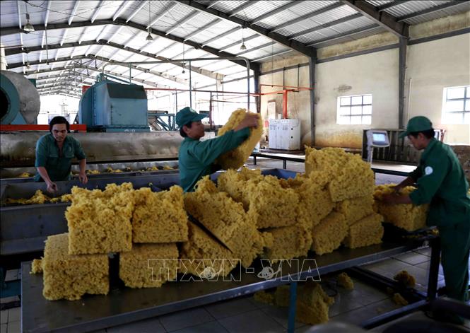 Trong ảnh: Chế biến mủ cao su xuất khẩu tại nhà máy của Công ty TNHH Một thành viên Cao su Chư Păh, Gia Lai. Ảnh: Vũ Sinh - TTXVN