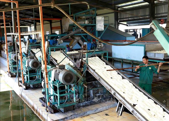 Trong ảnh: Dây chuyền chế biến mủ cao su xuất khẩu tại nhà máy của Công ty TNHH Một thành viên Cao su Chư Păh, Gia Lai. Ảnh: Vũ Sinh - TTXVN