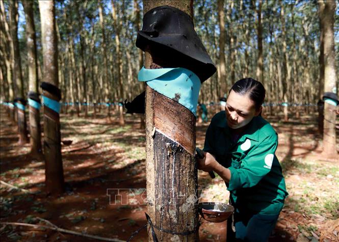 Trong ảnh: Khai thác mủ cao su tại nông trường của Công ty TNHH Một thành viên Cao su Chư Păh, Gia Lai. Ảnh: Vũ Sinh - TTXVN
