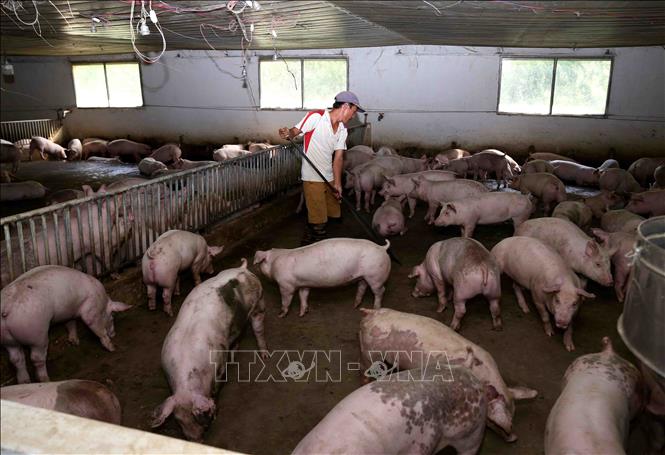 Trong ảnh: Trang trại nuôi lợn thịt đạt tiêu chuẩn VietGap của gia đình anh Nguyễn Văn Lực, xã Cấn Hữu, huyện Quốc Oai mỗi tháng cung cấp hơn 10 tấn thịt lợn đảm bảo chất lượng cho thị trường. Ảnh: Vũ Sinh – TTXVN