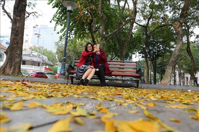 Trong ảnh: Các bạn trẻ ghi lại những khoảnh khắc đẹp mùa thay lá. Ảnh: Thành Đạt – TTXVN
