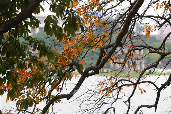 Trong ảnh: Vẻ đẹp mùa thay lá tại hồ Gươm. Ảnh: Thành Đạt – TTXVN

