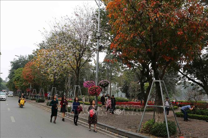 Trong ảnh: Vẻ đẹp mùa thay lá trên hồ Gươm. Ảnh: Thành Đạt – TTXVN
