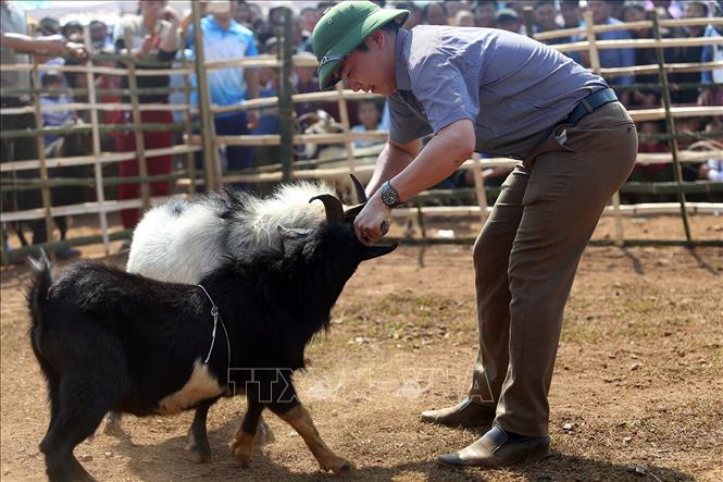 Trong ảnh: Để kích thích các “đấu sĩ” dê thi đấu, trọng tài cầm sừng của các đối thủ cọ vào nhau. Ảnh: Phan Tuấn Anh - TTXVN