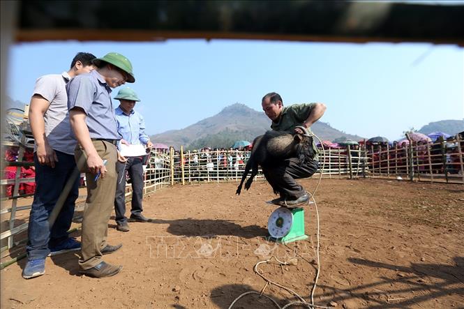 Trong ảnh: Để cân trọng lượng dê, các chủ dê phải bế từng con lên cân. Ảnh: Phan Tuấn Anh - TTXVN