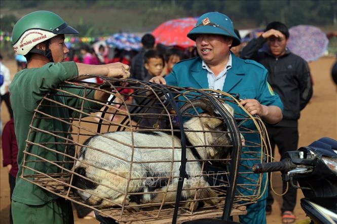 Trong ảnh: Người dân mang dê đến thi đấu tại xã Xá Nhè. Tiêu chuẩn của dê chọi là dê đực từ 2 tuổi trở lên, ngoại hình cân đối, khỏe mạnh, sừng chắc khỏe, chân móng to, nhanh nhẹn, linh hoạt, không nhiễm các bệnh về gia súc. Ảnh: Phan Tuấn Anh - TTXVN