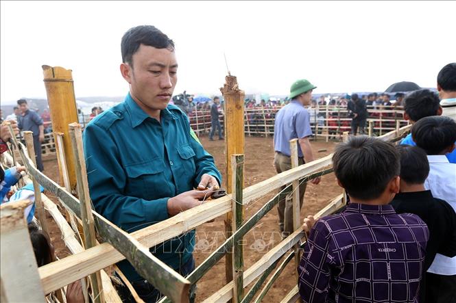 Trong ảnh: Công tác chuẩn bị nơi chọi dê được tiến hành từ sáng sớm. Ảnh: Phan Tuấn Anh - TTXVN