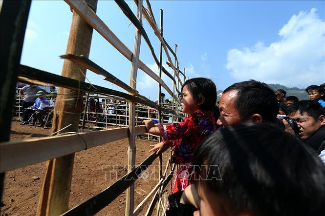 Trong ảnh: Một em bé được bố đưa đi xem chọi dê. Ảnh: Phan Tuấn Anh - TTXVN