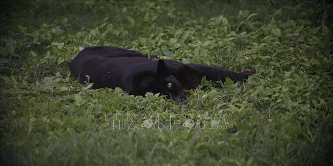 Trong ảnh: Báo đen châu Phi chụp năm 2013 tại Khu bảo tồn phục vụ giải trí Ol Jogi, Laikipia, Kenya. Ảnh: PHOEBE OKALL/TTXVN phát