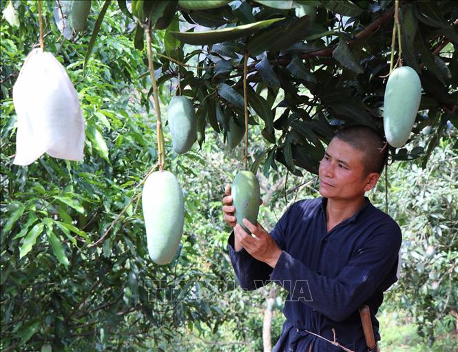 Photo: A mango plantation in Chieng Hac commue, Yen Chau district of the northern province of Son La. VNA Photo: Nguyễn Cường