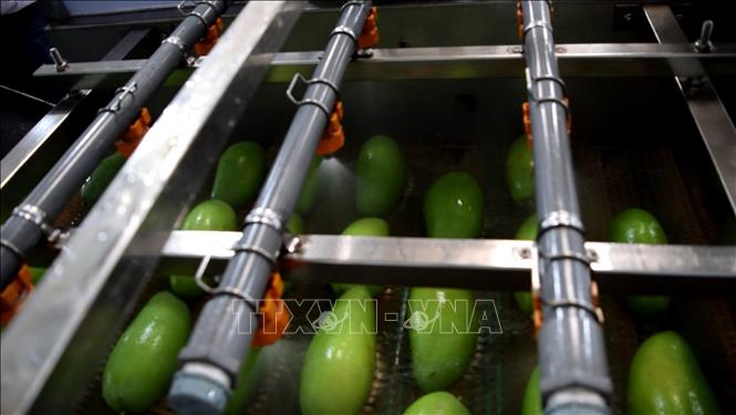 Photo: The mango cleansing process at the Kim Nhung Ltd. Co. in Cao Lanh town, the southern province of Dong Thap. VNA Photo: Chương Đài