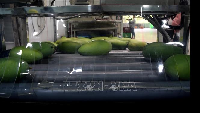 Photo: The mango cleansing process at the Kim Nhung Ltd. Co. in Cao Lanh town, the southern province of Dong Thap. VNA Photo: Chương Đài