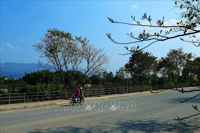 Trong ảnh: Hoa ban nở trắng trên những con đường ở thành phố Điện Biên Phủ. Ảnh: Phan Tuấn Anh - TTXVN