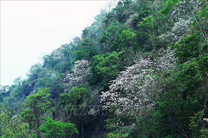 Trong ảnh: Hoa ban nở trắng khắp núi rừng Tây Bắc. Ảnh: Phan Tuấn Anh - TTXVN