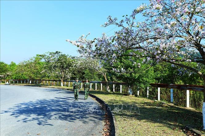 Trong ảnh: Sắc trắng hoa ban trên đường tuần tra. Ảnh: Phan Tuấn Anh - TTXVN