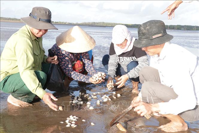 Trong ảnh: Kiểm tra mật độ nghêu tại bãi nuôi. Ảnh: Huỳnh Phúc Hậu - TTXVN