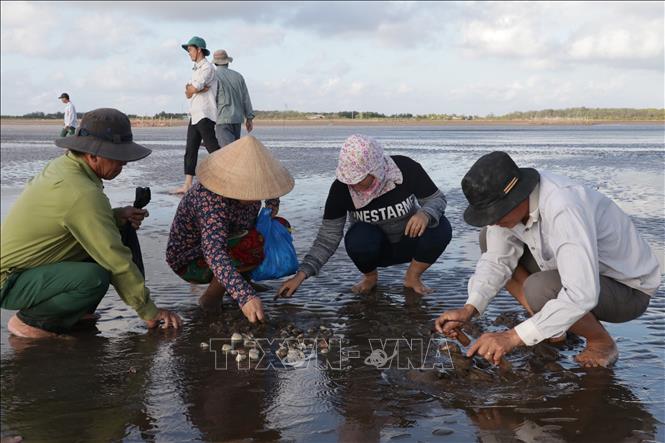 Trong ảnh: Kiểm tra mật độ nghêu tại bãi nuôi. Ảnh: Huỳnh Phúc Hậu - TTXVN