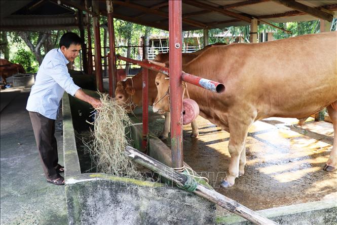 Trong ảnh: Giống bò Angus lai với bò Limousine của ông Nguyễn Thanh Khỏe. Ảnh: Lê Đức Hoảnh - TTXVN