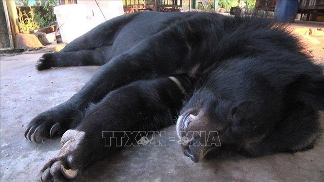 Trong ảnh: Một cá thể gấu ngựa nuôi nhốt tại gia đình bà Lê Thị Mai Thảo bị chết chưa rõ nguyên nhân. Ảnh: TTXVN phát