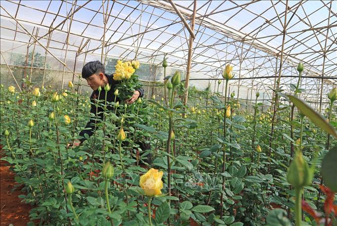 Lâm Đồng: Triệu phú hoa hồng dưới chân núi Langbiang - Ảnh thời sự trong nước - Kinh tế - Thông tấn xã Việt Nam (TTXVN) Lâm Đồng: Triệu Phú Hoa Hồng Dưới Chân Núi Langbiang - Ảnh Thời Sự Trong Nước - Kinh Tế - Thông Tấn Xã Việt Nam (Ttxvn)