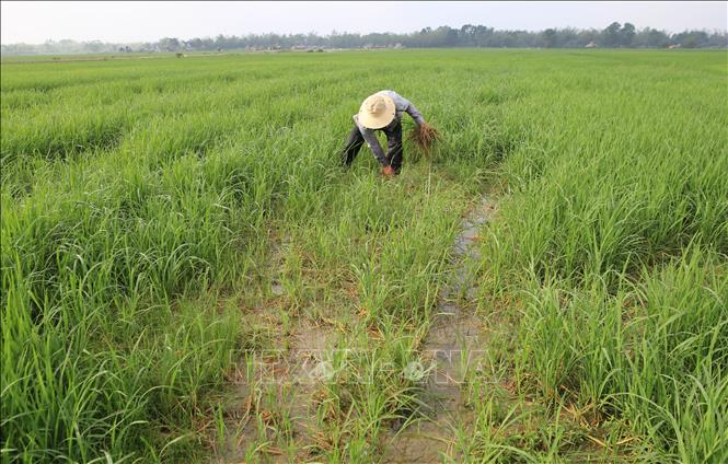 Trong ảnh: Bà con nông dân thu dọn những cây lúa bị chuột cắn. Ảnh: Hồ Cầu-TTXVN