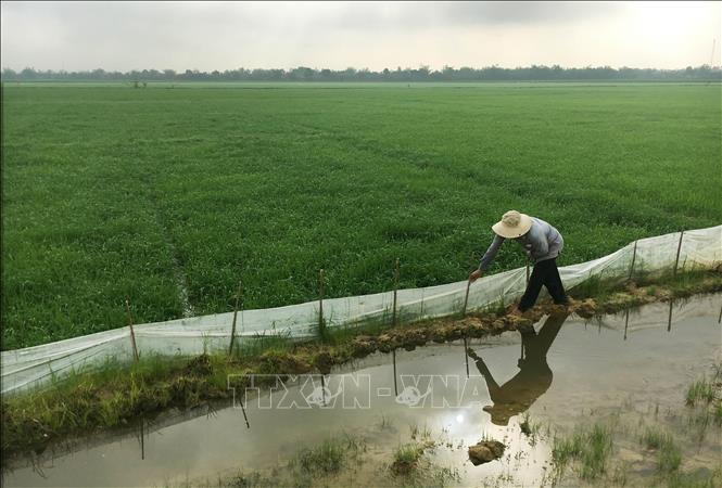 Trong ảnh: Bà con nông dân dùng nilon quây xung quanh ruộng để ngăn chặn chuột cắn phá lúa. Ảnh: Hồ Cầu-TTXVN