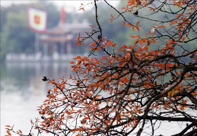 Trong ảnh: Sau những tán lá non, đền Ngọc Sơn ẩn hiện trong làn sương mờ. Ảnh: Lâm Khánh - TTXVN