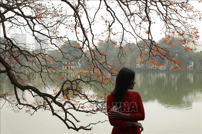Trong ảnh: Cùng một chút se lạnh buổi sáng, những lá non mơn mởn báo hiệu một mùa Xuân đã đến. Ảnh: Lâm Khánh - TTXVN