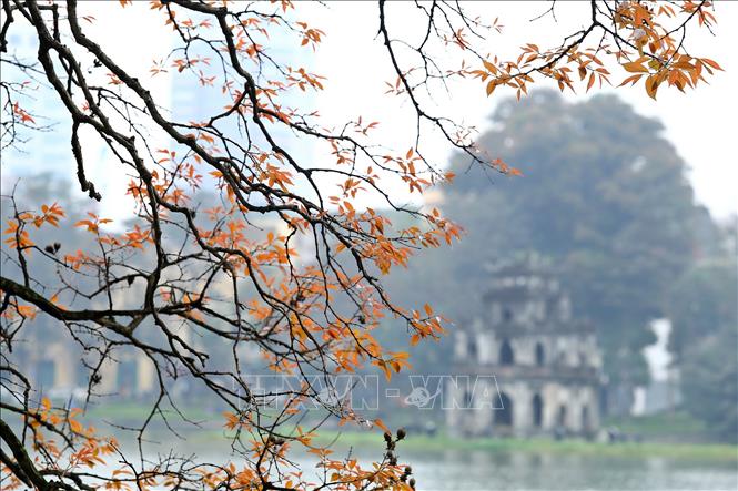 Trong ảnh: Vẻ đẹp quyến rũ của tán bằng lăng bên Hồ Gươm. Ảnh: Minh Quyết - TTXVN