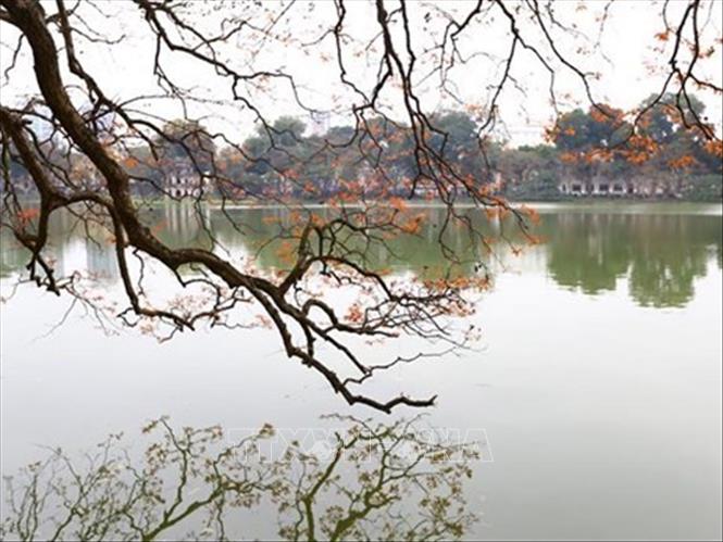 En la primavera, los centenarios árboles de lagerstroemia alrededor del lago Hoan Kiem muestran sus nuevas hojas, creando un escenario romántico en el casco antiguo de Hanoi. (Foto: VNA)