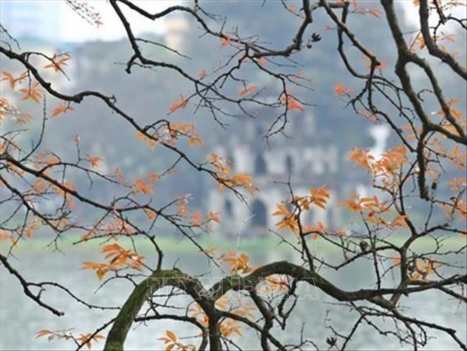 En la primavera, los centenarios árboles de lagerstroemia alrededor del lago Hoan Kiem muestran sus nuevas hojas, creando un escenario romántico en el casco antiguo de Hanoi. (Foto: VNA)