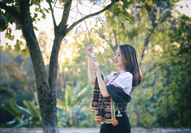 Hoa Ban Khoe Sắc Giữa Đất Trời Điện Biên - Ảnh Thời Sự Trong Nước - Văn Hoá  & Xã Hội - Thông Tấn Xã Việt Nam (Ttxvn)