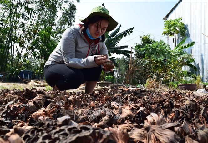 Trong ảnh: Em Ngô Ngọc Anh lựa chọn vỏ gương sen làm nguyên liệu sản xuất nhang sạch. Ảnh: Chương Đài - TTXVN